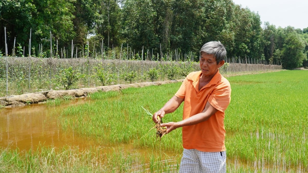 Ông Huỳnh Quang Thuận giới thiệu bộ rễ khỏe mạnh của cây lúa trồng theo mô hình giảm phát thải. Ảnh: Trần Phi. Ông Huỳnh Quang Thuận giới thiệu bộ rễ khỏe mạnh của cây lúa trồng theo mô hình giảm phát thải. Ảnh: Trần Phi.