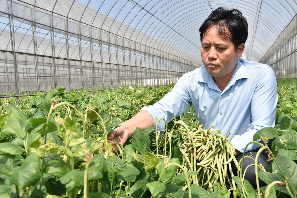 TS Nguyễn Ngọc Quất đang thu hái đậu rau ngồi. Ảnh: Dương Đình Tường. TS Nguyễn Ngọc Quất đang thu hái đậu rau ngồi. Ảnh: Dương Đình Tường.
