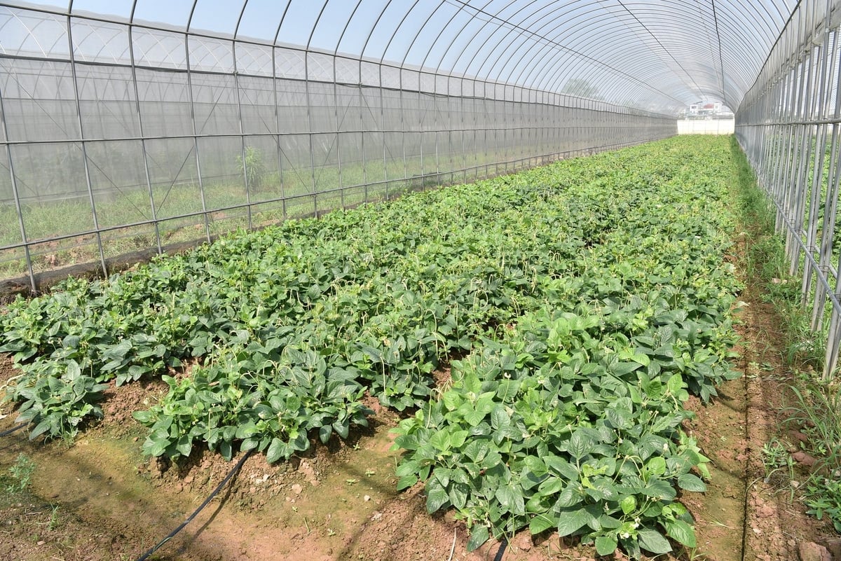 Một góc khu nhà màng trồng đậu rau ngồi. Ảnh: Dương Đình Tường. Một góc khu nhà màng trồng đậu rau ngồi. Ảnh: Dương Đình Tường.