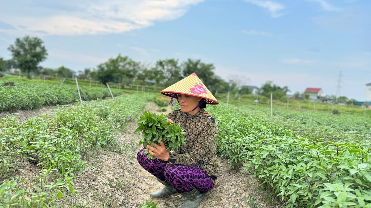 Nhờ trồng rau gia vị, mỗi hộ có thu nhập đều đều 300 - 600 nghìn đồng/ngày. Ảnh: Ánh Nguyệt. Nhờ trồng rau gia vị, mỗi hộ có thu nhập đều đều 300 - 600 nghìn đồng/ngày. Ảnh: Ánh Nguyệt.