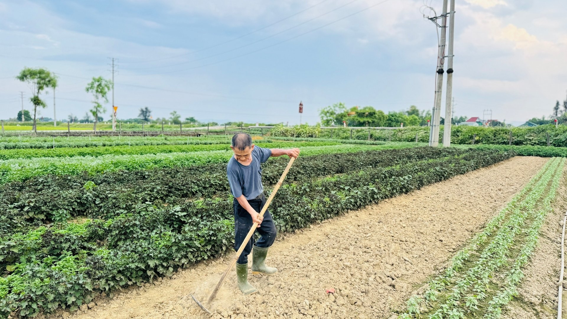 Nông dân luân canh, gối vụ rau gia vị liên tục để có sản phẩm cho thu hoạch quan năm. Ảnh: Ánh Nguyệt. Nông dân luân canh, gối vụ rau gia vị liên tục để có sản phẩm cho thu hoạch quan năm. Ảnh: Ánh Nguyệt.