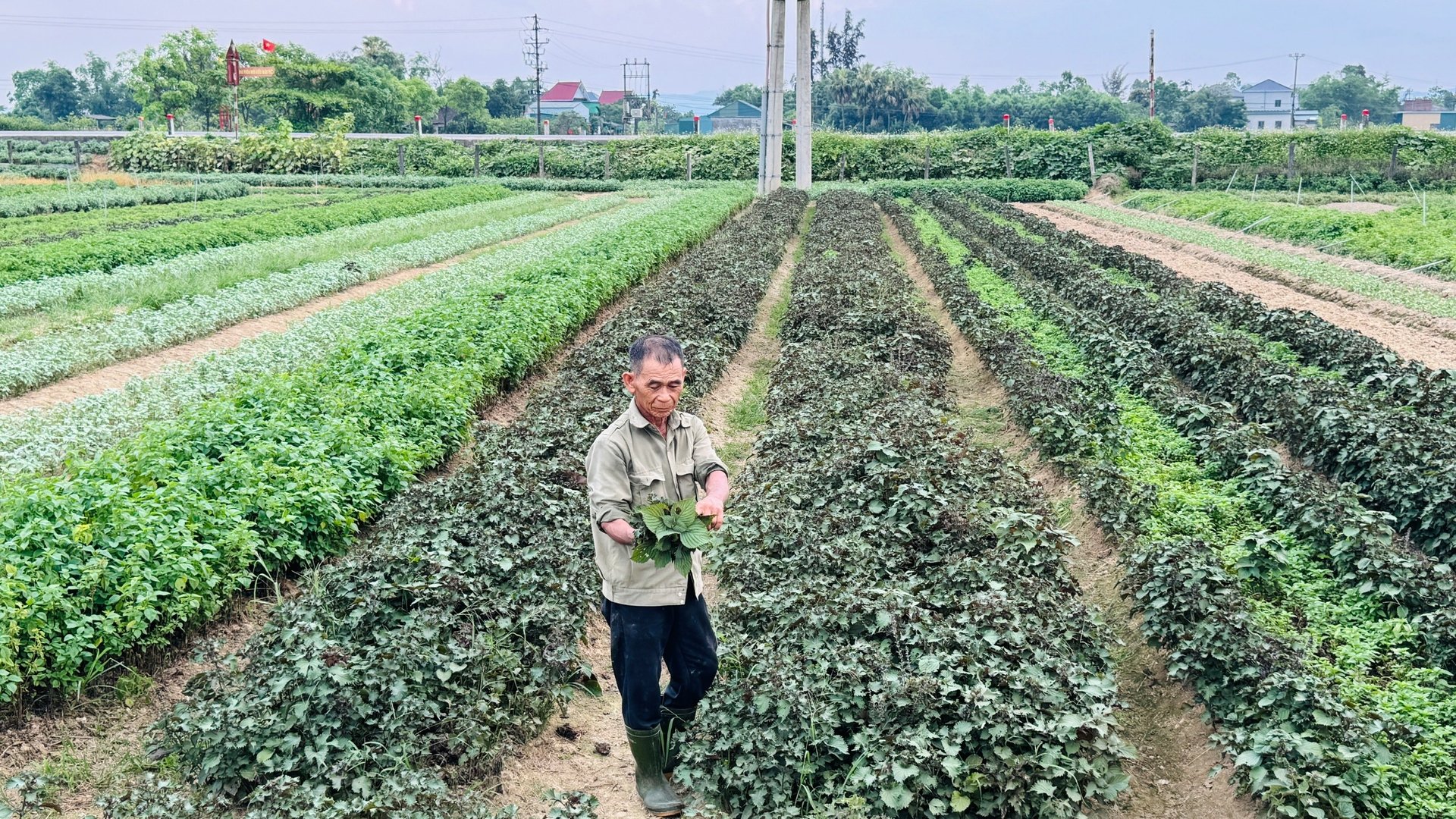 Rau gia vị dễ trồng và ít sâu bệnh, trồng được quanh năm nên có thu nhập thường xuyên. Ảnh: Ánh Nguyệt. Rau gia vị dễ trồng và ít sâu bệnh, trồng được quanh năm nên có thu nhập thường xuyên. Ảnh: Ánh Nguyệt.