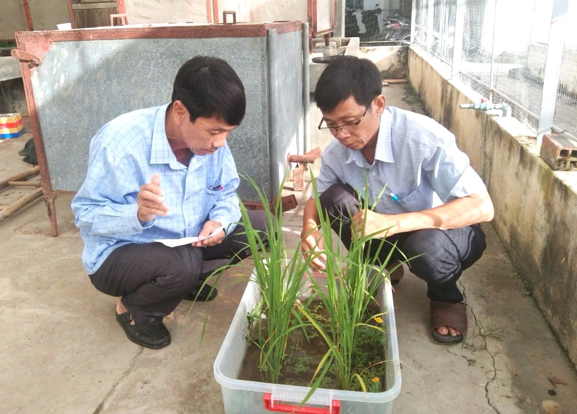 Học viên lớp IPHM nghiên cứu thực hành, áp dụng lý thuyết IPHM trên cây trồng. Ảnh: Trung Chánh. Học viên lớp IPHM nghiên cứu thực hành, áp dụng lý thuyết IPHM trên cây trồng. Ảnh: Trung Chánh.