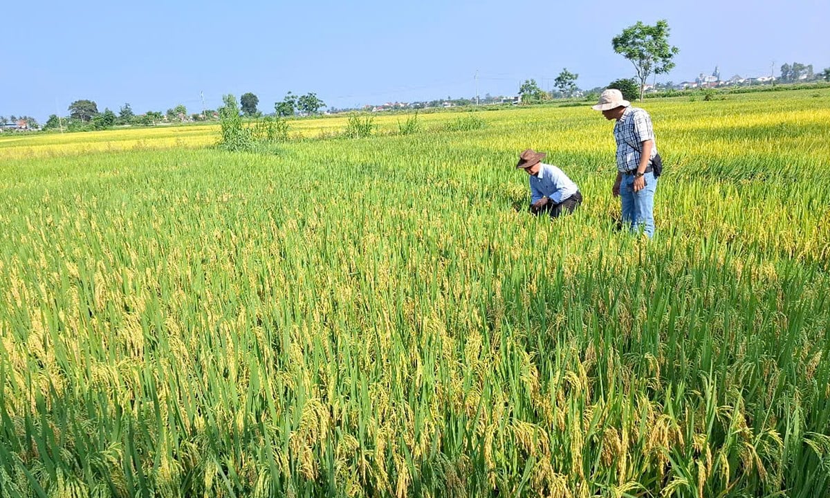 Cũng tại Diễn Châu, ruộng trỗ sau 25/4 rất được mùa.