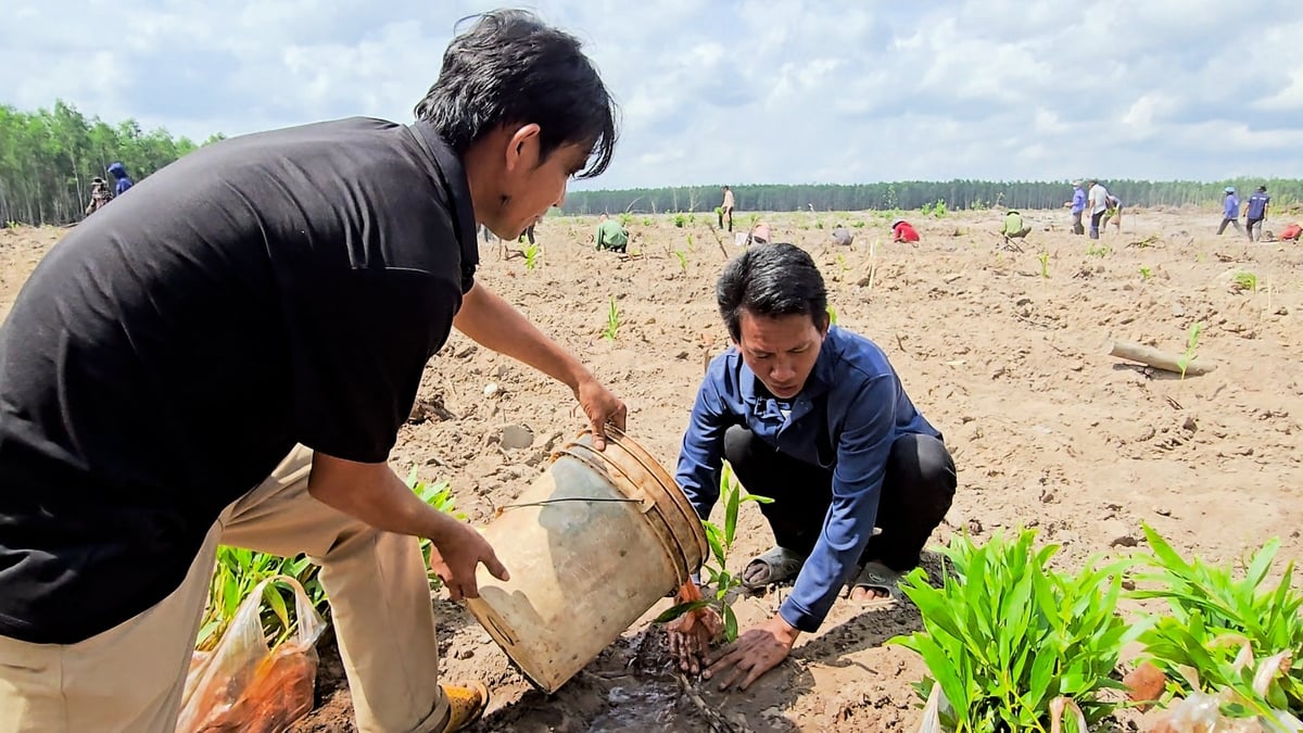 Người dân nhận khoán rất tích cực tham gia các đợt phát động trồng rừng, do Ban quản lý rừng phòng hộ Xuân Lộc tổ chức. Ảnh: Minh Sáng. Người dân nhận khoán rất tích cực tham gia các đợt phát động trồng rừng, do Ban quản lý rừng phòng hộ Xuân Lộc tổ chức. Ảnh: Minh Sáng.