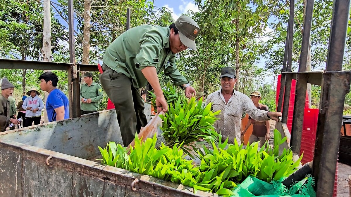 Những cây keo lai giống được chọn lọc kỹ lưỡng từ vườn ươm của Ban quản lý để trồng mới trên những diện tích rừng bị ảnh hưởng bởi hạn hán mùa khô. Ảnh: Minh Sáng. Những cây keo lai giống được chọn lọc kỹ lưỡng từ vườn ươm của Ban quản lý để trồng mới trên những diện tích rừng bị ảnh hưởng bởi hạn hán mùa khô. Ảnh: Minh Sáng.