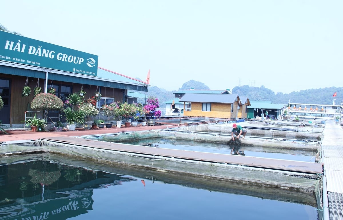Nuôi cá lồng kết hợp với du lịch giúp Hải Đăng Group thu được 'lợi kép'. Ảnh: Trung Quân. Nuôi cá lồng kết hợp với du lịch giúp Hải Đăng Group thu được 'lợi kép'. Ảnh: Trung Quân.