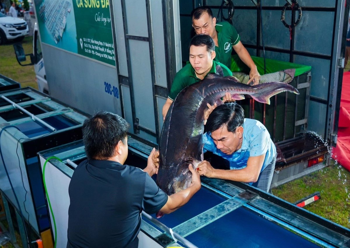 Những con cá có trọng lượng khủng nuôi tại hồ Hòa Bình thu hút được sự quan tâm rất lớn của khách du lịch. Ảnh: Quang Dũng. Những con cá có trọng lượng khủng nuôi tại hồ Hòa Bình thu hút được sự quan tâm rất lớn của khách du lịch. Ảnh: Quang Dũng.