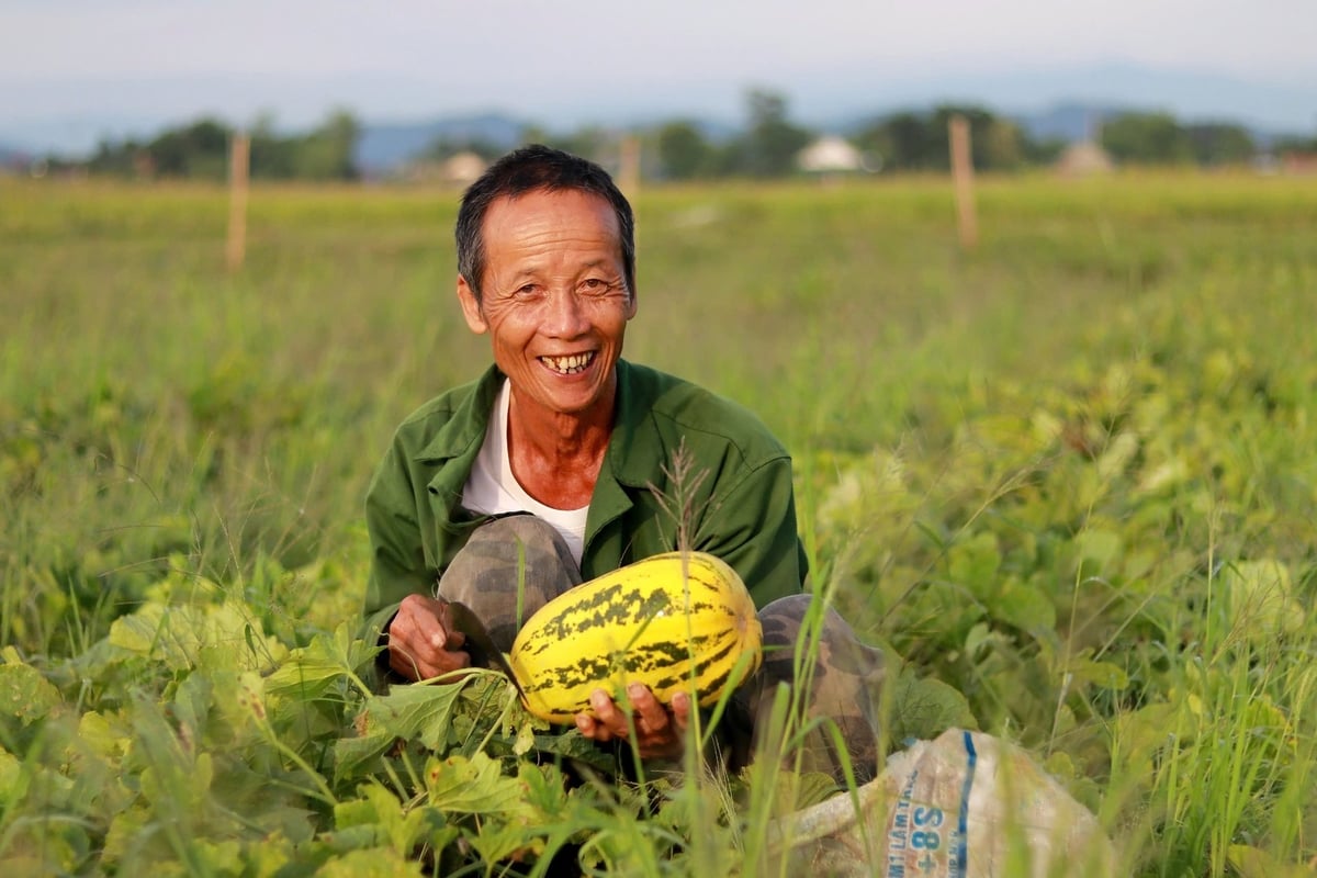 Nông dân chuyển đổi đất lúa sang trồng dưa lê, dưa bở, dưa hấu đem lại hiệu quả kinh tế cao. Ảnh: Hưng Phúc. Nông dân chuyển đổi đất lúa sang trồng dưa lê, dưa bở, dưa hấu đem lại hiệu quả kinh tế cao. Ảnh: Hưng Phúc.