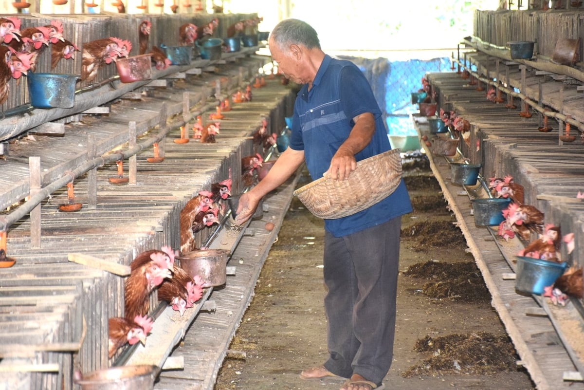 Ông Lê Xuân Đạt cho gà ăn. Ảnh: V.Đ.T. Ông Lê Xuân Đạt cho gà ăn. Ảnh: V.Đ.T.