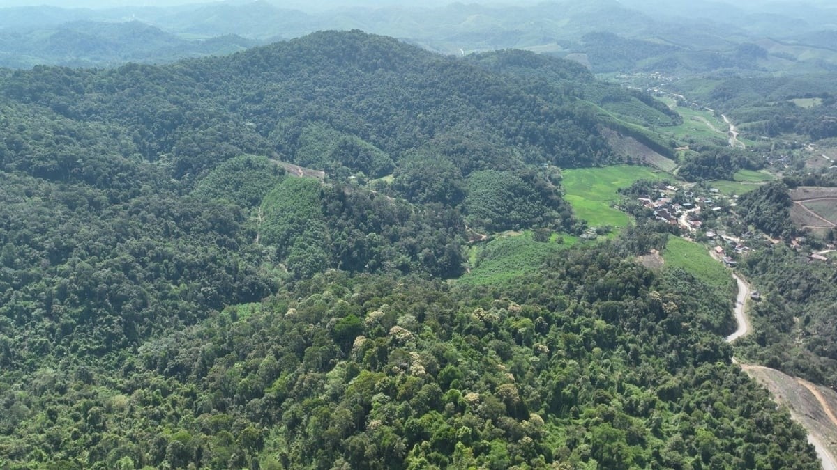Community forests in Hoc village, Dien Lam commune, Quy Chau district, are one of the ERPA beneficiaries. Photo: Dinh Tiep.
