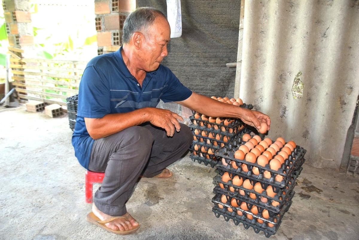 Ông Đạt xếp trứng chuẩn bị chở đi bán cho bạn hàng chạy chợ. Ảnh: V.Đ.T. Ông Đạt xếp trứng chuẩn bị chở đi bán cho bạn hàng chạy chợ. Ảnh: V.Đ.T.