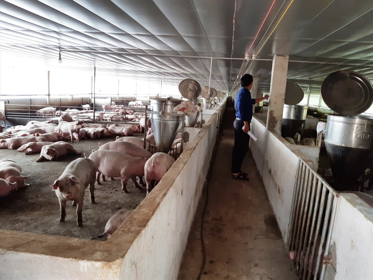 Một trang trại chăn nuôi heo ở huyện Đại Lộc (Quảng Nam). Ảnh: H.L. Một trang trại chăn nuôi heo ở huyện Đại Lộc (Quảng Nam). Ảnh: H.L.