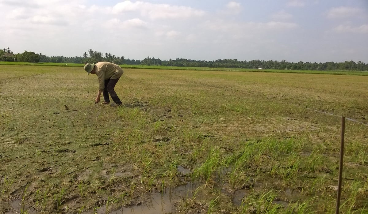 Hiện nay, huyện Vũng Liêm có khoảng 1.500 ha lúa hè thu có nguy cơ bị ảnh hưởng bởi thời tiết cực đoan. Ảnh: Lê Hùng. Hiện nay, huyện Vũng Liêm có khoảng 1.500 ha lúa hè thu có nguy cơ bị ảnh hưởng bởi thời tiết cực đoan. Ảnh: Lê Hùng.