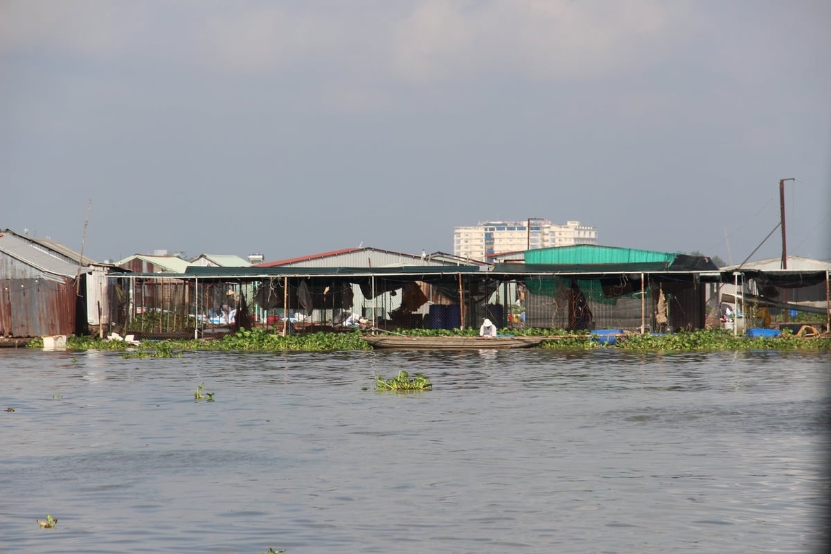 Tỉnh Vĩnh Long tuyên truyền, nhắc nhở người dân gia cố lồng bè nuôi cá trên sông. Ảnh: Lê Hùng. Tỉnh Vĩnh Long tuyên truyền, nhắc nhở người dân gia cố lồng bè nuôi cá trên sông. Ảnh: Lê Hùng.