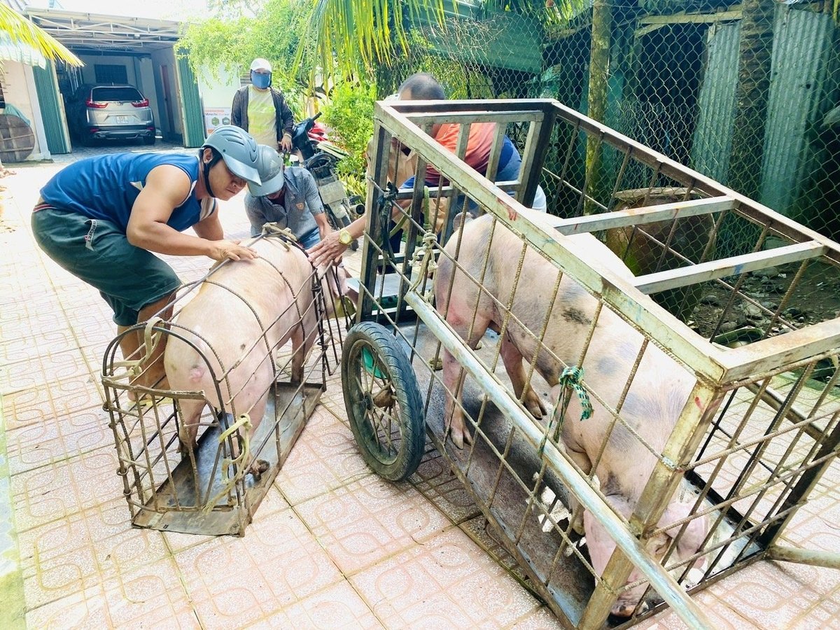 Mặc dù hiện nay, giá heo tăng giúp người nuôi có lãi nhưng người dân vẫn rất thận trọng trong tái đàn, nhất là những hộ chăn nuôi nhỏ lẻ. Ảnh: Lê Hoàng Vũ. Mặc dù hiện nay, giá heo tăng giúp người nuôi có lãi nhưng người dân vẫn rất thận trọng trong tái đàn, nhất là những hộ chăn nuôi nhỏ lẻ. Ảnh: Lê Hoàng Vũ.