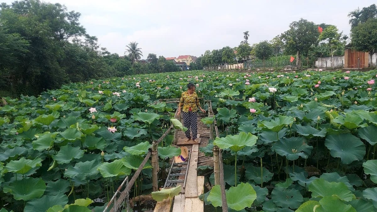 Sen Tháp Mười trên quê hương Bác. Ảnh: Đình Tiệp. Sen Tháp Mười trên quê hương Bác. Ảnh: Đình Tiệp.