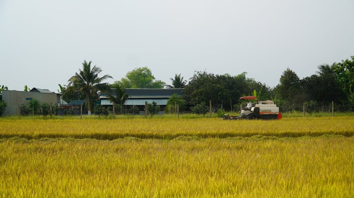 Từ cơ giới hóa, dùng giống tốt đến tiết kiệm nước, tận dụng rơm rạ - những thay đổi nhỏ nhưng đồng bộ đang góp phần 'xanh hóa' ngành lúa gạo Việt Nam. Ảnh: Trần Phi. Từ cơ giới hóa, dùng giống tốt đến tiết kiệm nước, tận dụng rơm rạ - những thay đổi nhỏ nhưng đồng bộ đang góp phần 'xanh hóa' ngành lúa gạo Việt Nam. Ảnh: Trần Phi.