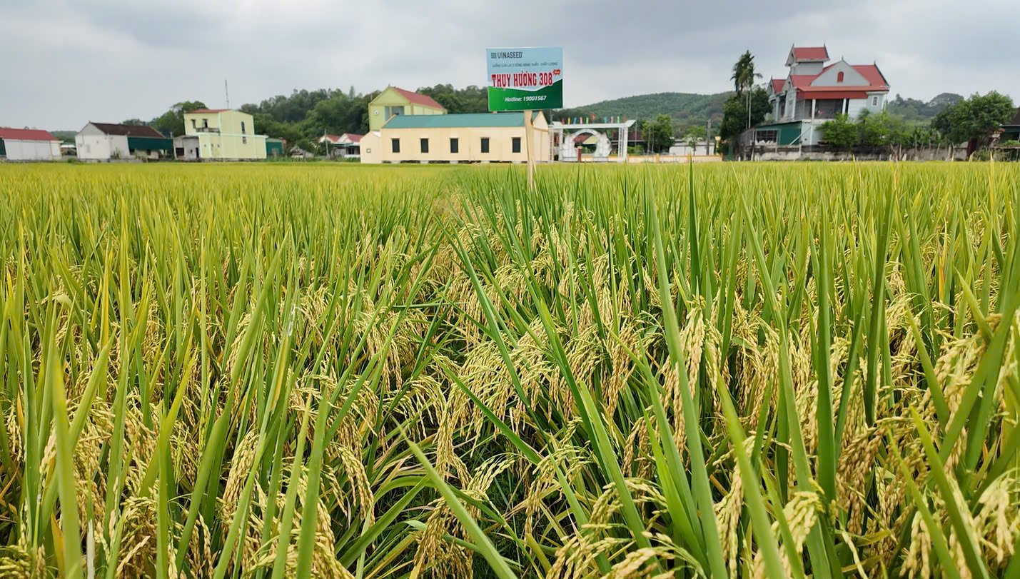 Thụy Hương 308 tại Nghệ An cho năng suất cao trong vụ đông xuân 2024 - 2025. Ảnh: Tùng Đinh. Thụy Hương 308 tại Nghệ An cho năng suất cao trong vụ đông xuân 2024 - 2025. Ảnh: Tùng Đinh.