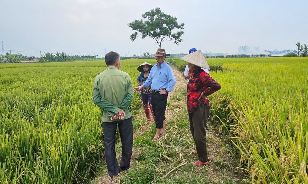 Đánh giá giống lúa không kết hạt tại Diễn Châu - Nghệ An.