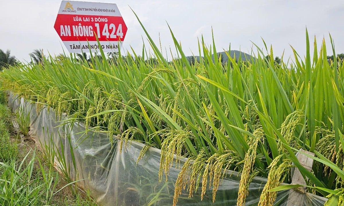 Thăm cánh đồng lúa lai 3 dòng An Nông 1424.