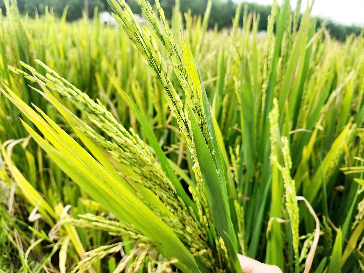 Lúa xuân 2025 ở một số nơi tại Bắc Trung bộ bị lép, không kết hạt. Ảnh: Việt Khánh.