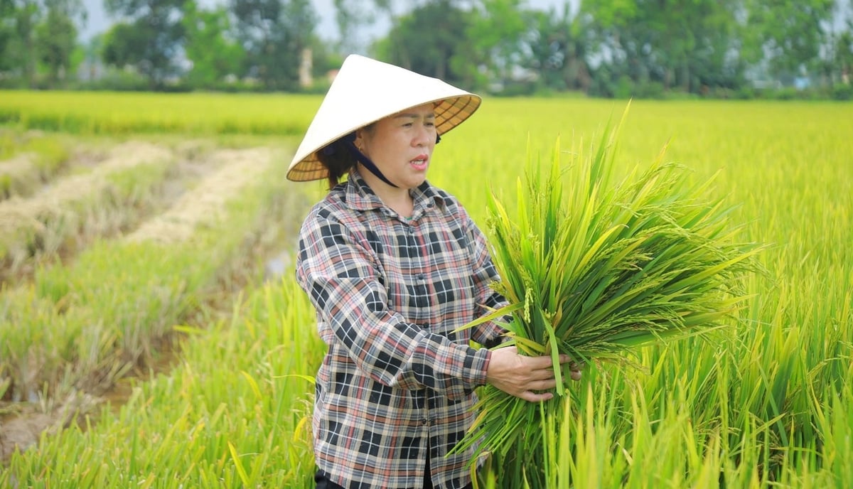 Để hạn chế rủi ro cho nông dân, nhất thiết phải làm tốt công tác quản lý giống. Ảnh: Ngọc Linh. Để hạn chế rủi ro cho nông dân, nhất thiết phải làm tốt công tác quản lý giống. Ảnh: Ngọc Linh.
