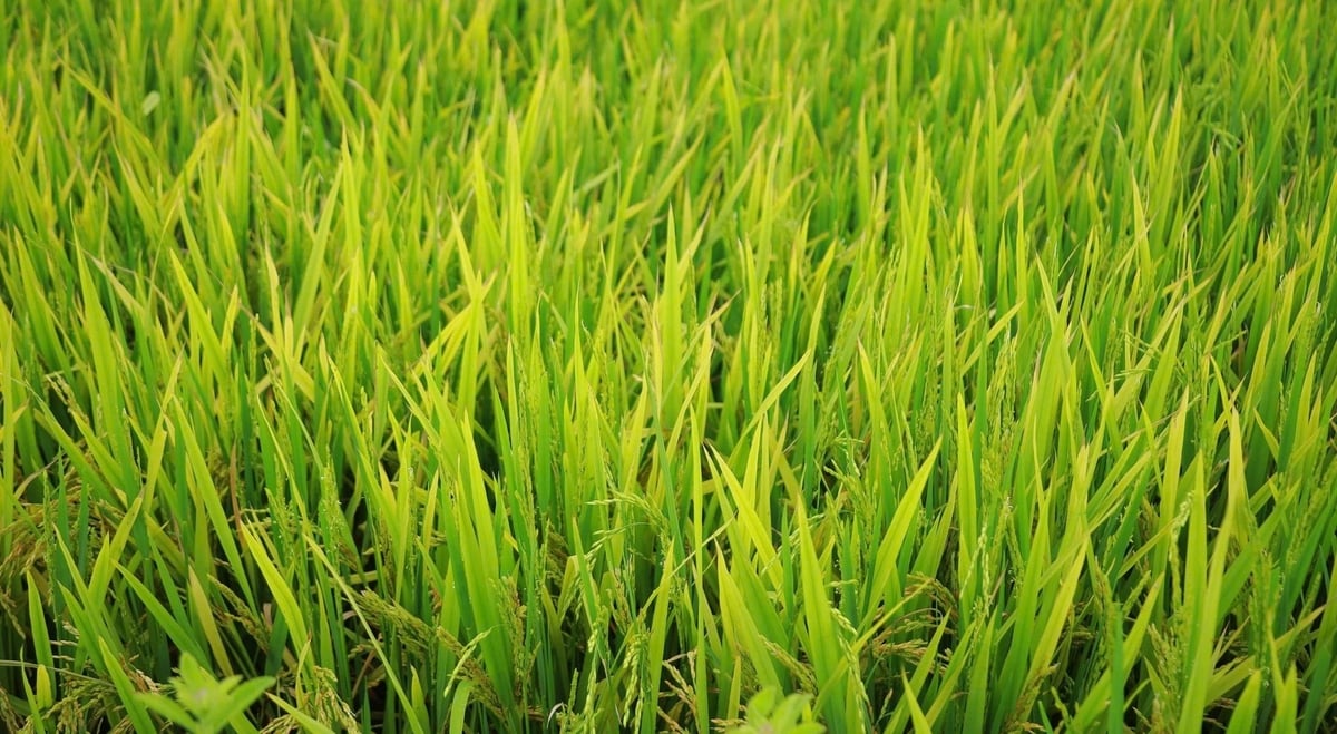 Hiện tượng lúa trổ không thoát, kết hạt kém xảy ra nhiều nơi ở Nghệ An trong vụ xuân năm nay. Ảnh: Ngọc Linh. Hiện tượng lúa trổ không thoát, kết hạt kém xảy ra nhiều nơi ở Nghệ An trong vụ xuân năm nay. Ảnh: Ngọc Linh.
