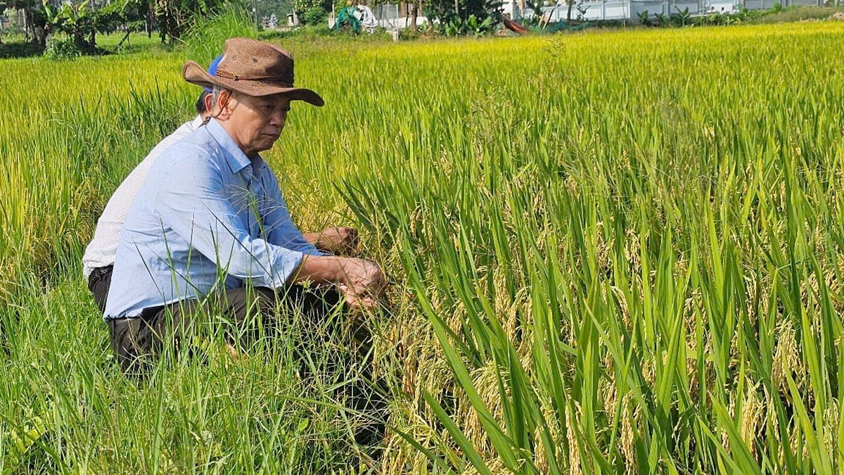 Hiệp hội Thương mại Giống cây trồng Việt Nam khảo sát thực tế lúa xuân tại Nghệ An.