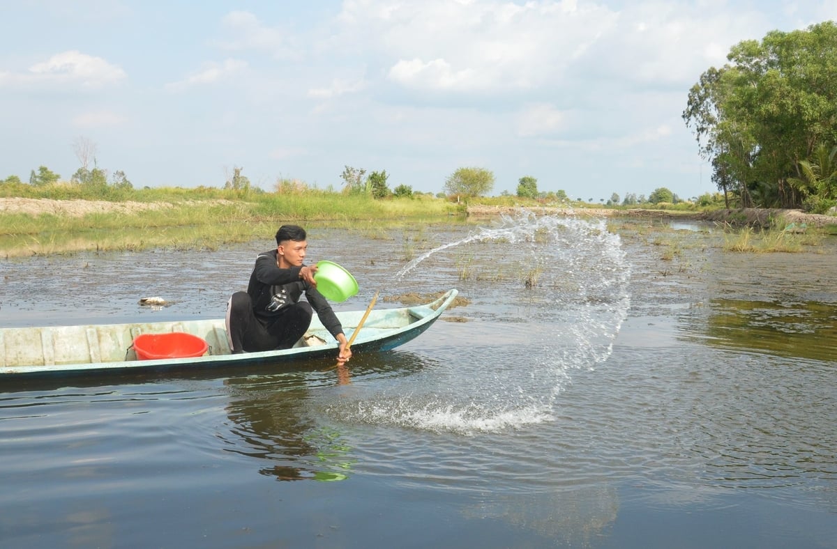 Ngoài việc bơm cấp bù đủ nước cho vuông nuôi, người nuôi tôm cần tiến hành xử lý để cân bằng các chỉ số môi trường nước, nhất là khi thời tiết có biến động lớn, mưa trái mùa. Ảnh: Trung Chánh. 