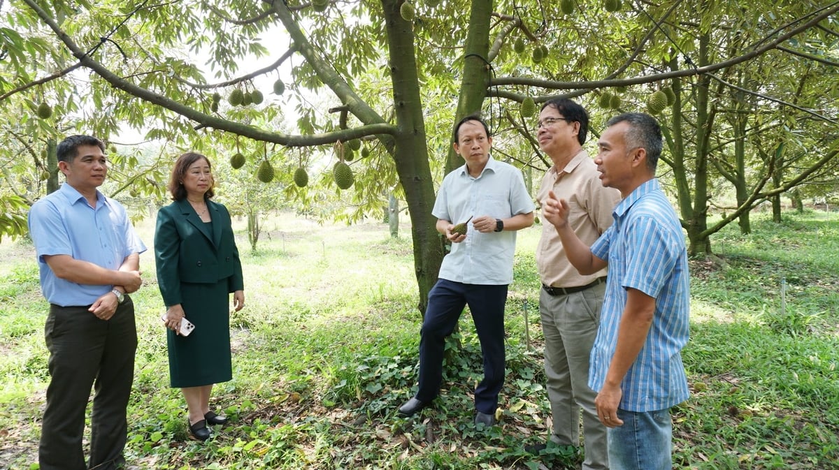 Đoàn công tác Sở Nông nghiệp và Môi trường cùng các doanh nghiệp ngành hàng sầu riêng kiểm tra vùng trồng tại HTX Sầu riêng Bàu Đồn. Ảnh: Trần Trung. Đoàn công tác Sở Nông nghiệp và Môi trường cùng các doanh nghiệp ngành hàng sầu riêng kiểm tra vùng trồng tại HTX Sầu riêng Bàu Đồn. Ảnh: Trần Trung.