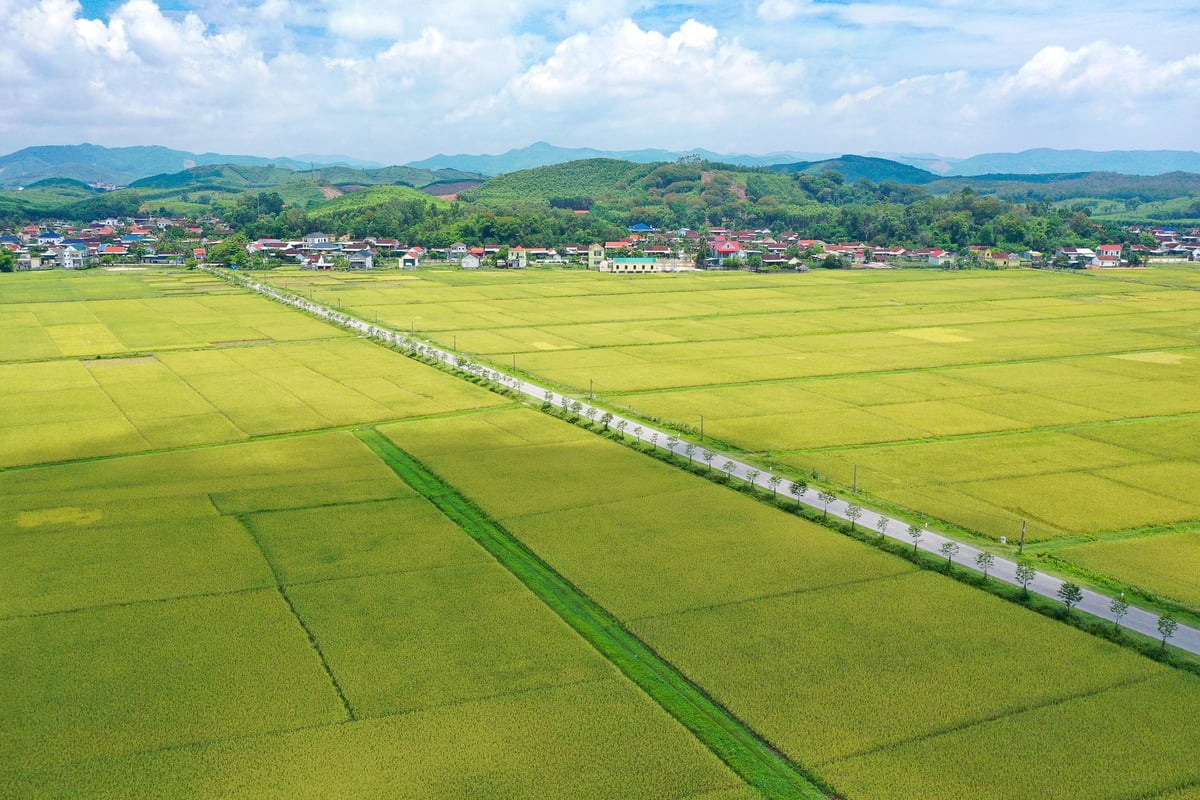 Những cánh đồng trồng giống lúa Thụy Hương 308 tại huyện Yên Thành sắp đến kỳ thu hoạch. Ảnh: Tùng Đinh. Những cánh đồng trồng giống lúa Thụy Hương 308 tại huyện Yên Thành sắp đến kỳ thu hoạch. Ảnh: Tùng Đinh.