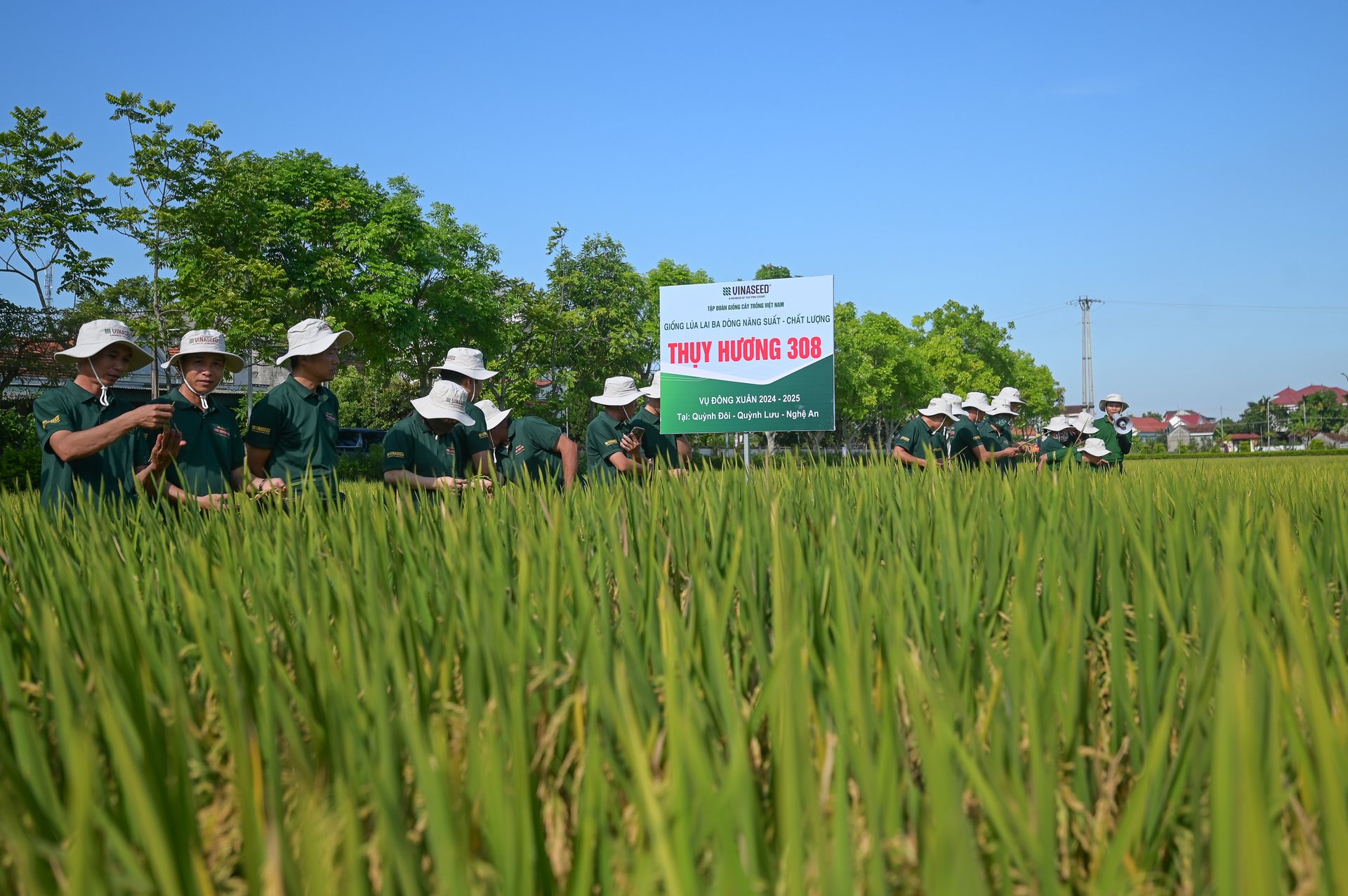 Đại diện các HTX, đại lý trên địa bàn Nghệ An đến thăm và ghi nhận kết quả canh tác giống lúa Thụy Hương 308 tại huyện Quỳnh Lưu. Ảnh: Tùng Đinh. Đại diện các HTX, đại lý trên địa bàn Nghệ An đến thăm và ghi nhận kết quả canh tác giống lúa Thụy Hương 308 tại huyện Quỳnh Lưu. Ảnh: Tùng Đinh.