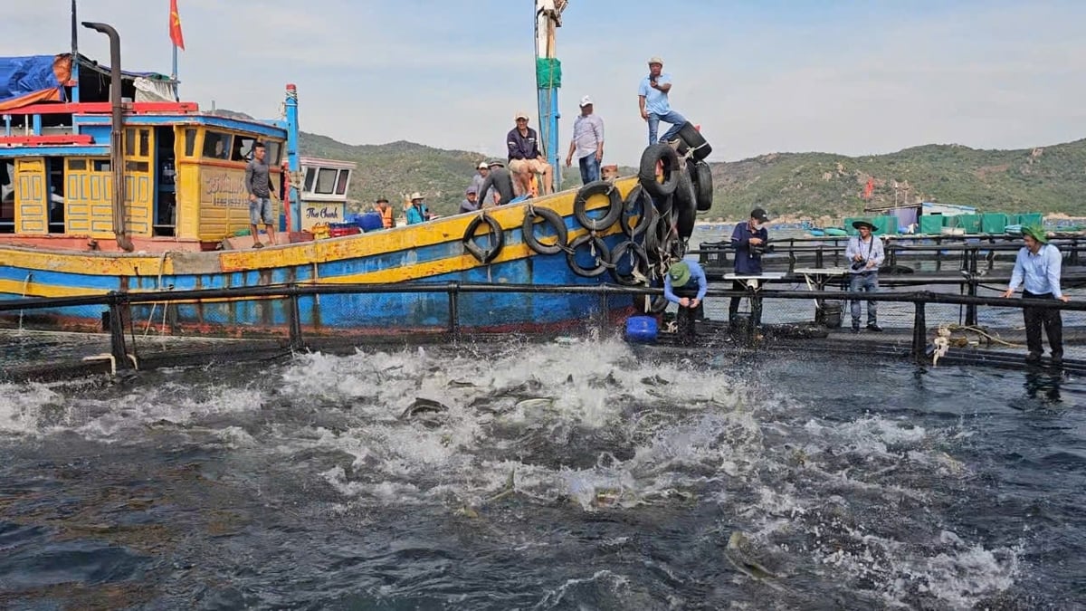 Khánh Hòa sẽ mở rộng nuôi biển công nghệ cao để góp phần đạt mục tiêu xuất khẩu thủy sản. Ảnh: KS. Khánh Hòa sẽ mở rộng nuôi biển công nghệ cao để góp phần đạt mục tiêu xuất khẩu thủy sản. Ảnh: KS.