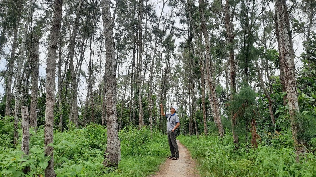 Rừng phòng hộ ven biển Ba Tri, Bến Tre. Ảnh: Thanh Bạch. Rừng phòng hộ ven biển Ba Tri, Bến Tre. Ảnh: Thanh Bạch.