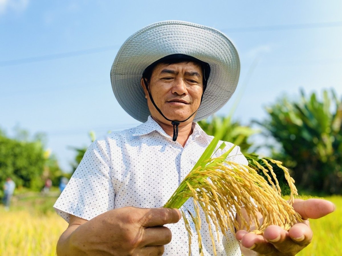 Trồng lúa giảm phát thải giảm được chi phí, tăng lợi nhuận. Ảnh: Lê Hoàng Vũ. Trồng lúa giảm phát thải giảm được chi phí, tăng lợi nhuận. Ảnh: Lê Hoàng Vũ.