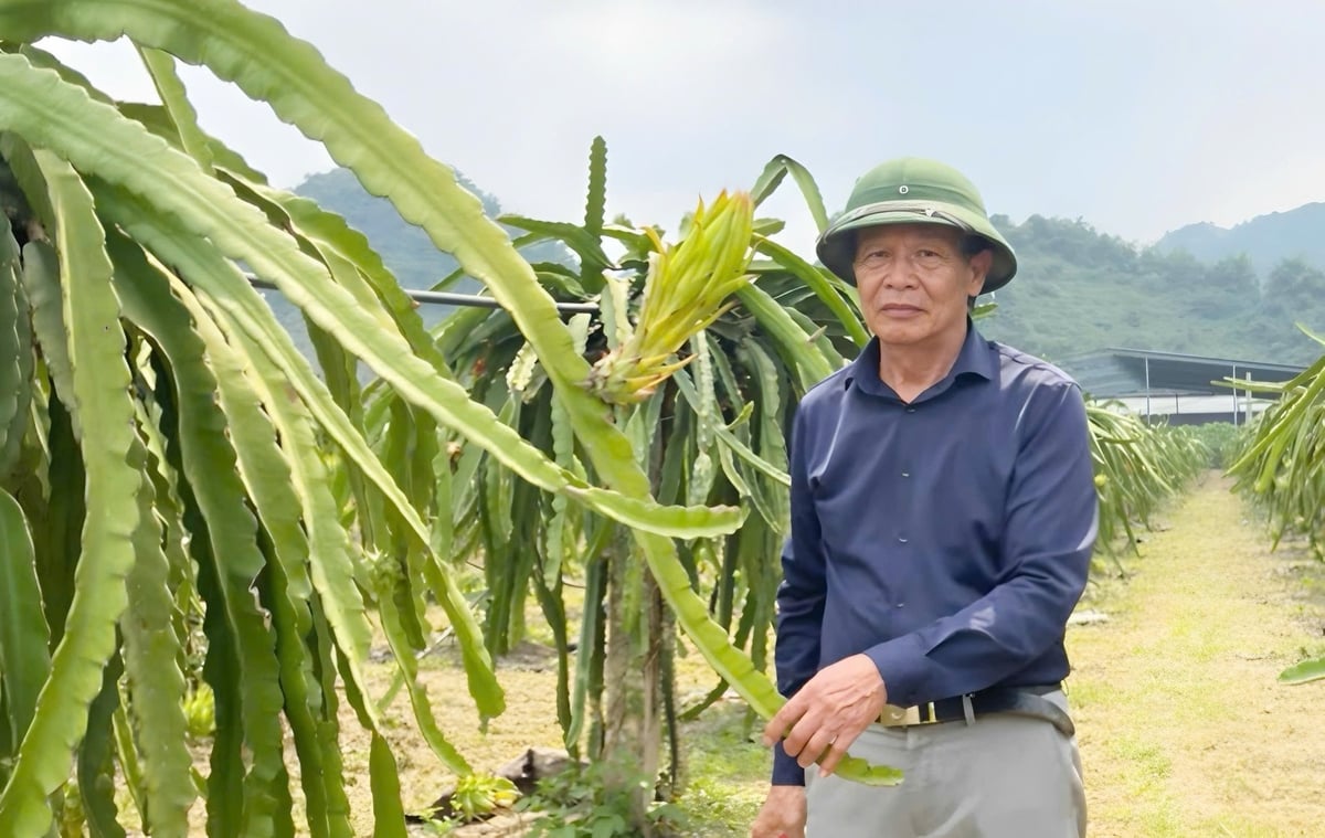 Ông Nguyễn Quang Vinh, Giám đốc HTX Nông nghiệp Ngọc Hoàng. Ảnh: Đức Bình. Ông Nguyễn Quang Vinh, Giám đốc HTX Nông nghiệp Ngọc Hoàng. Ảnh: Đức Bình.
