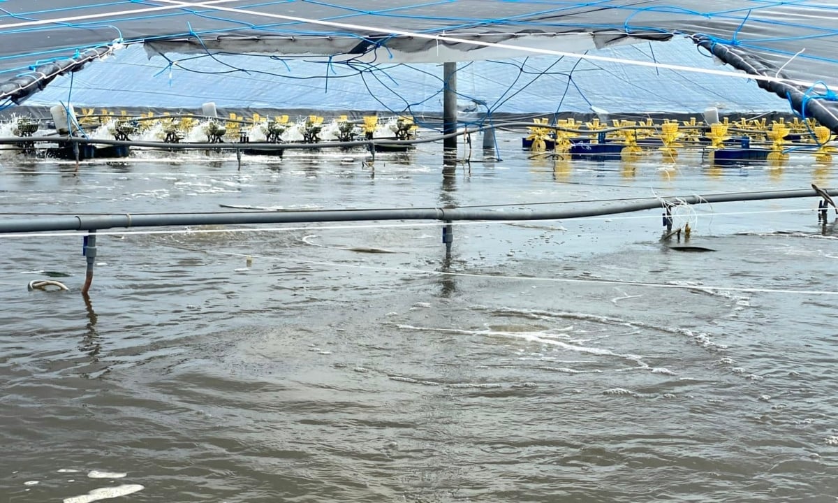 Tôm giống chất lượng cao giúp các doanh nghiệp, người dân giảm được hao hụt trong quá trình nuôi. Ảnh: PC. Tôm giống chất lượng cao giúp các doanh nghiệp, người dân giảm được hao hụt trong quá trình nuôi. Ảnh: PC.