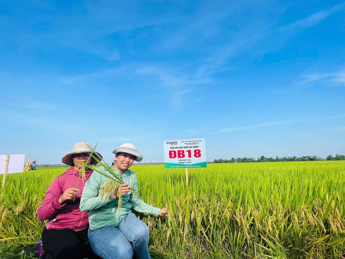 Nông dân đánh giá cao giống lúa ĐB18 ngay từ lần đầu đưa vào sản xuất. Ảnh: L.K. Nông dân đánh giá cao giống lúa ĐB18 ngay từ lần đầu đưa vào sản xuất. Ảnh: L.K.