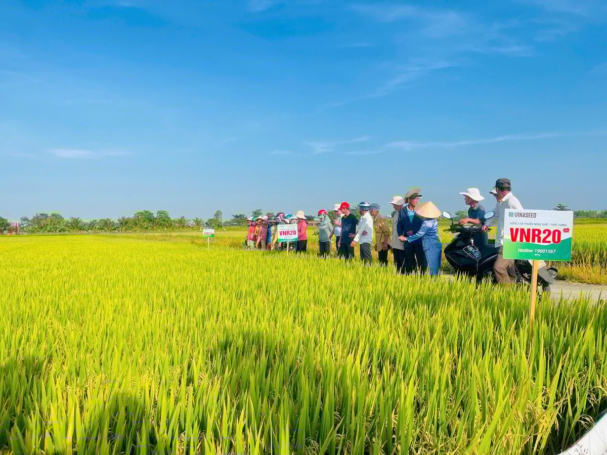 Nhờ những đặc tính nổi trội, diện tích sử dụng giống lúa VNR20 ở khu vực miền Trung ngày càng được mở rộng. Ảnh: L.K. Nhờ những đặc tính nổi trội, diện tích sử dụng giống lúa VNR20 ở khu vực miền Trung ngày càng được mở rộng. Ảnh: L.K.