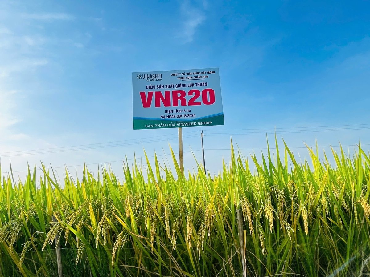 Giống lúa VNR20 có nhiều đặc tính nổi trội, phù hợp sản xuất cả 2 vụ trong năm. Ảnh: L.K. Giống lúa VNR20 có nhiều đặc tính nổi trội, phù hợp sản xuất cả 2 vụ trong năm. Ảnh: L.K.