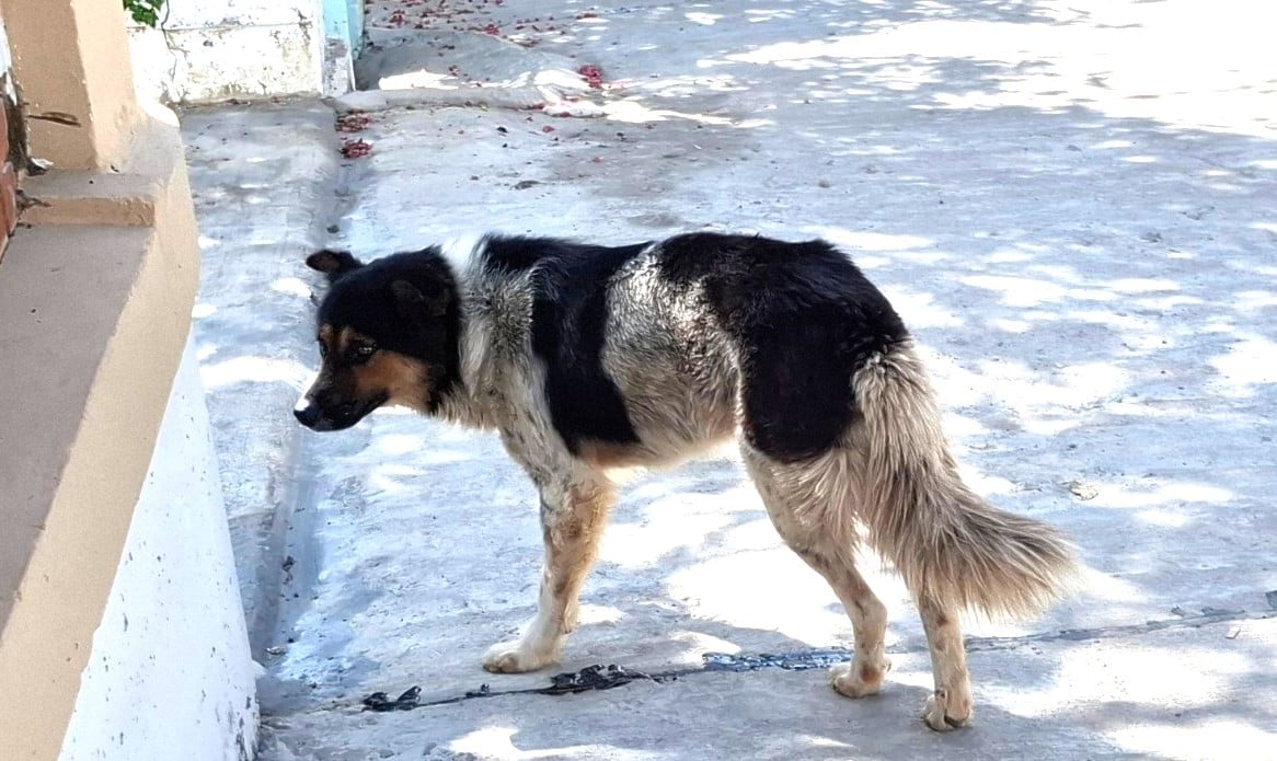 Most people of ethnic minorities still keep the habit of letting dogs and cats roam free. Photo: Dang Lam.