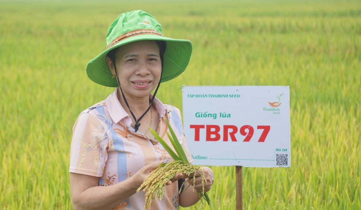 Nông dân phấn khởi vì giống lúa TBR97 cho năng suất cao. Ảnh: Quốc Toản. Nông dân phấn khởi vì giống lúa TBR97 cho năng suất cao. Ảnh: Quốc Toản.