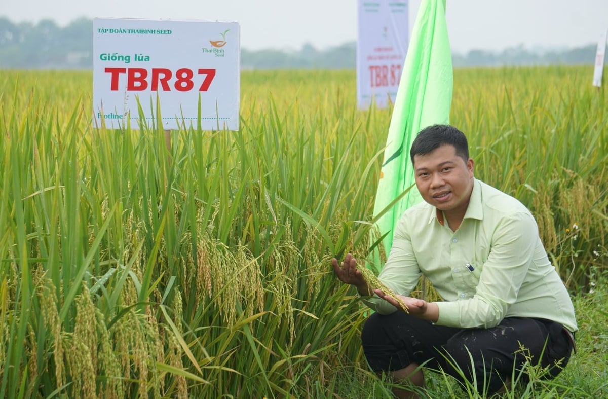 Cán bộ kỹ thuật của Thaibinh Seed trực tiếp có mặt trên đồng ruộng để hỗ trợ nông dân chăm sóc lúa. Ảnh: Quốc Toản. Cán bộ kỹ thuật của Thaibinh Seed trực tiếp có mặt trên đồng ruộng để hỗ trợ nông dân chăm sóc lúa. Ảnh: Quốc Toản.