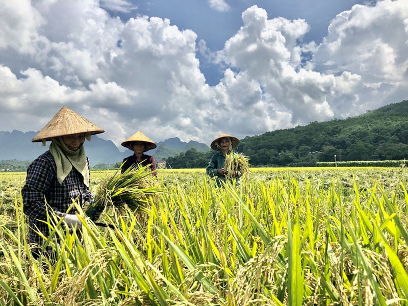 The agro-climatic bulletin assists to reduce production risks for farmers and encourages them to adopt advanced cultivation techniques.Illustration photo.