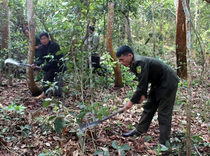 Kiểm lâm địa bàn và người dân phát dọn thực bì. Ảnh: Trần Hương. Kiểm lâm địa bàn và người dân phát dọn thực bì. Ảnh: Trần Hương.
