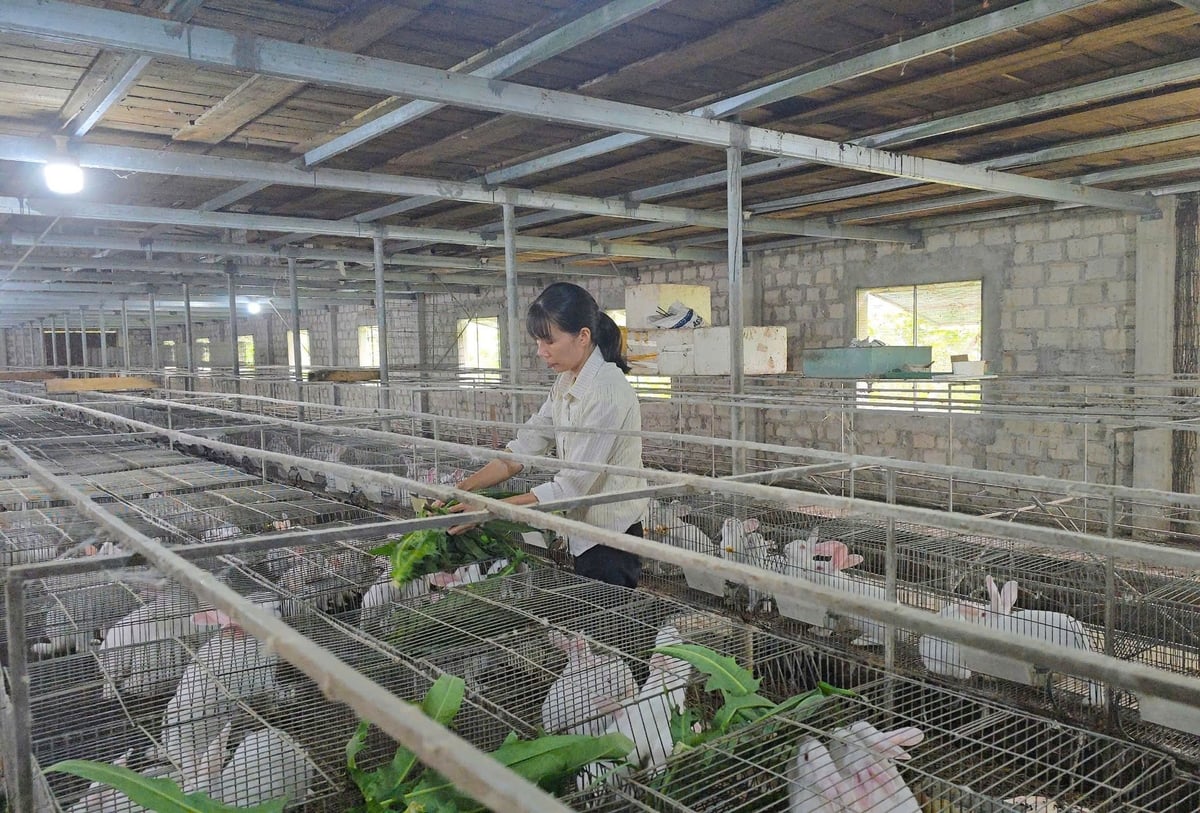 Hải Phòng dành nhiều nguồn lực cho phòng, chống dịch bệnh động vật thời gian qua. Ảnh: Đinh Mười. Hải Phòng dành nhiều nguồn lực cho phòng, chống dịch bệnh động vật thời gian qua. Ảnh: Đinh Mười.