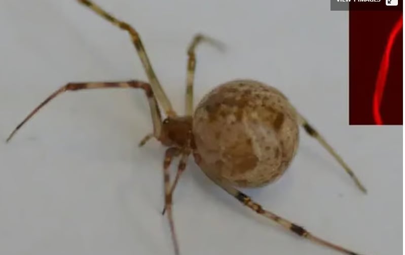 A red silk gene was added to the spider's genome resulting in it producing a fluorescent colored silk.