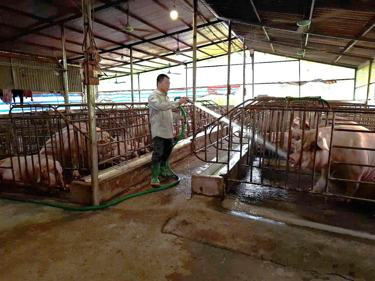 Khu vực chăn nuôi của gia đình được chú trọng giữ gìn vệ sinh, bảo vệ môi trường. Ảnh: Nguyễn Nga. Khu vực chăn nuôi của gia đình được chú trọng giữ gìn vệ sinh, bảo vệ môi trường. Ảnh: Nguyễn Nga.