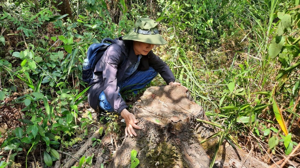 Cây rừng trong rừng phòng hộ Phú Ninh bị đốn hạ được lực lượng chức năng phát hiện. Ảnh: VT. Cây rừng trong rừng phòng hộ Phú Ninh bị đốn hạ được lực lượng chức năng phát hiện. Ảnh: VT.